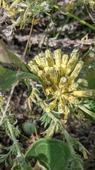 Green comet milkweed (Asclepias viridiflora)