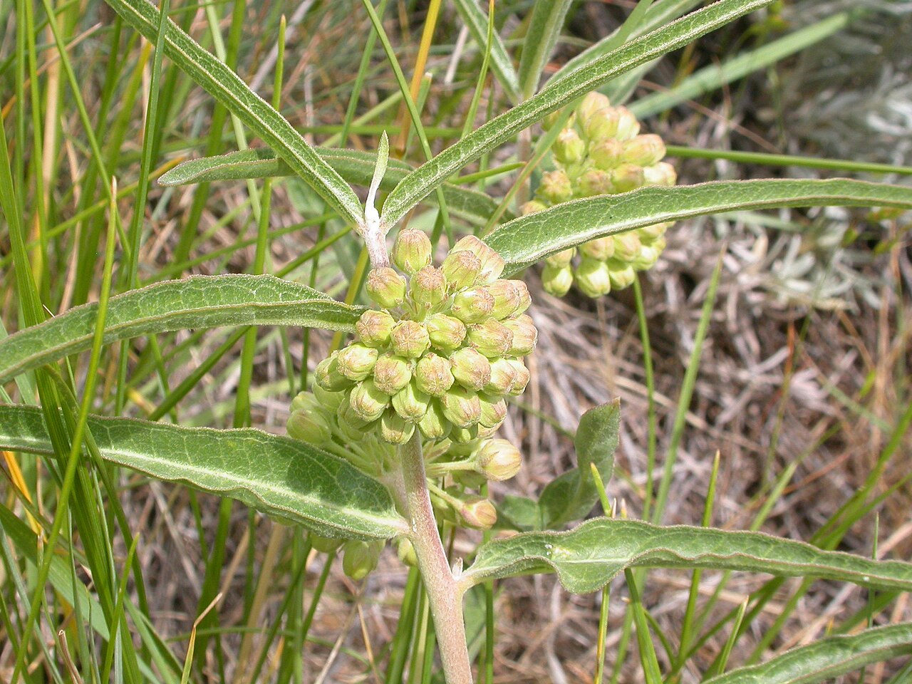 Green comet milkweed: The leaves vary from alternate to opposite and can sometimes be narrow or lanceolate.