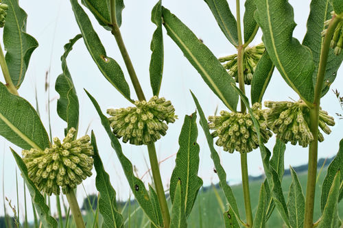 Green comet milkweed (Asclepias viridiflora)