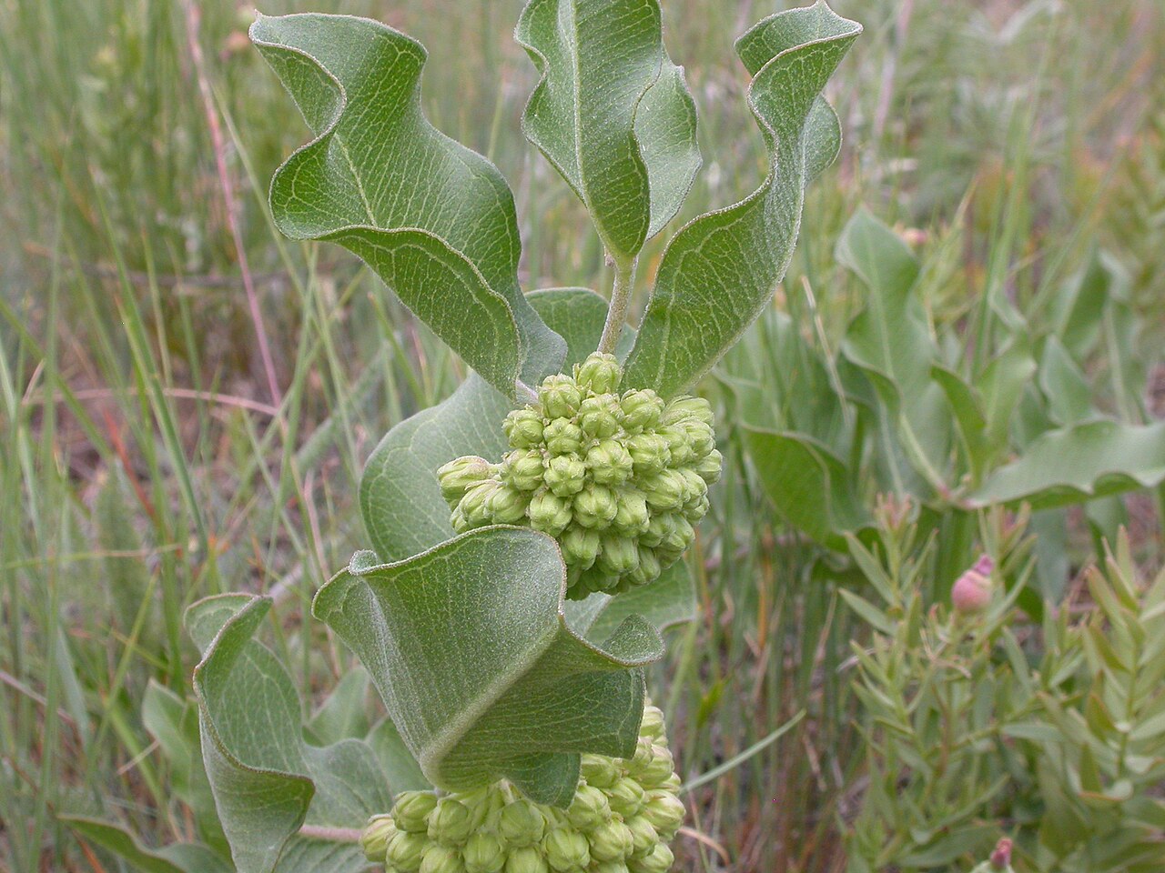 Green comet milkweed: The leaves are often broadly elliptical.