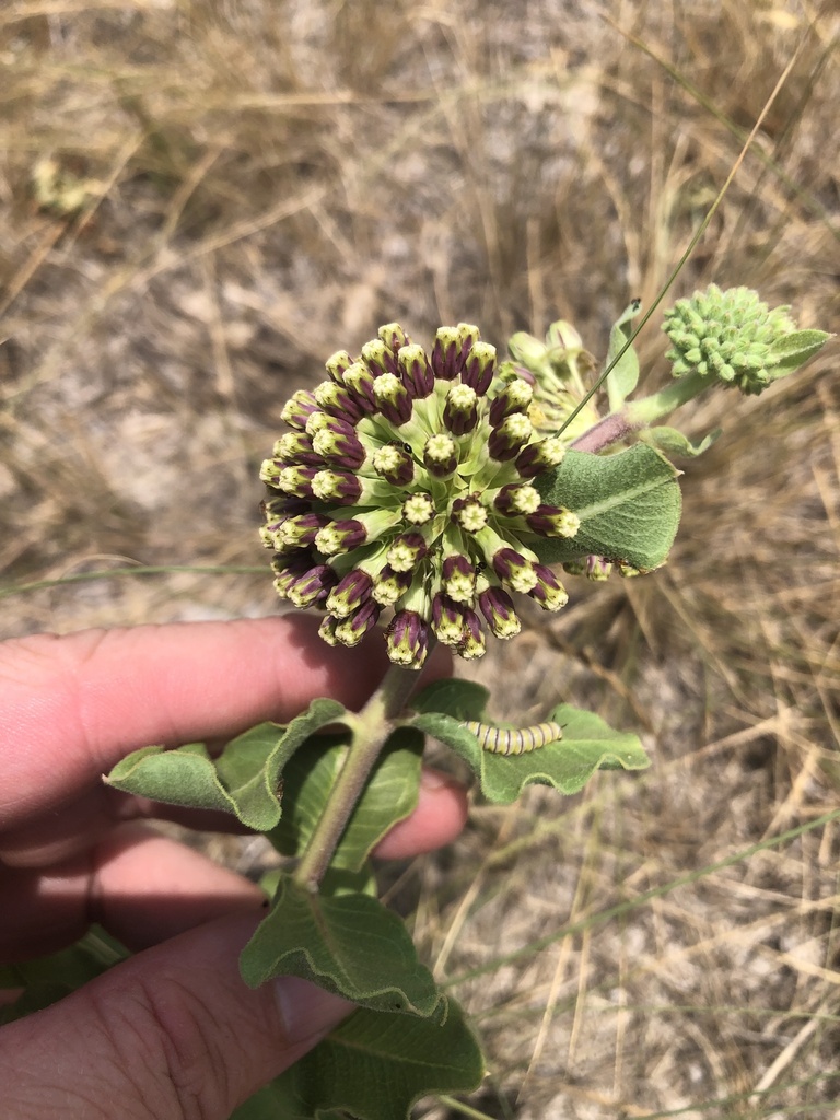 Green comet milkweed (Asclepias viridiflora)