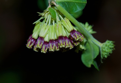 Green comet milkweed (Asclepias viridiflora)