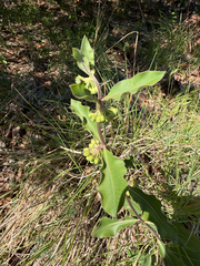 Green comet milkweed (Asclepias viridiflora)