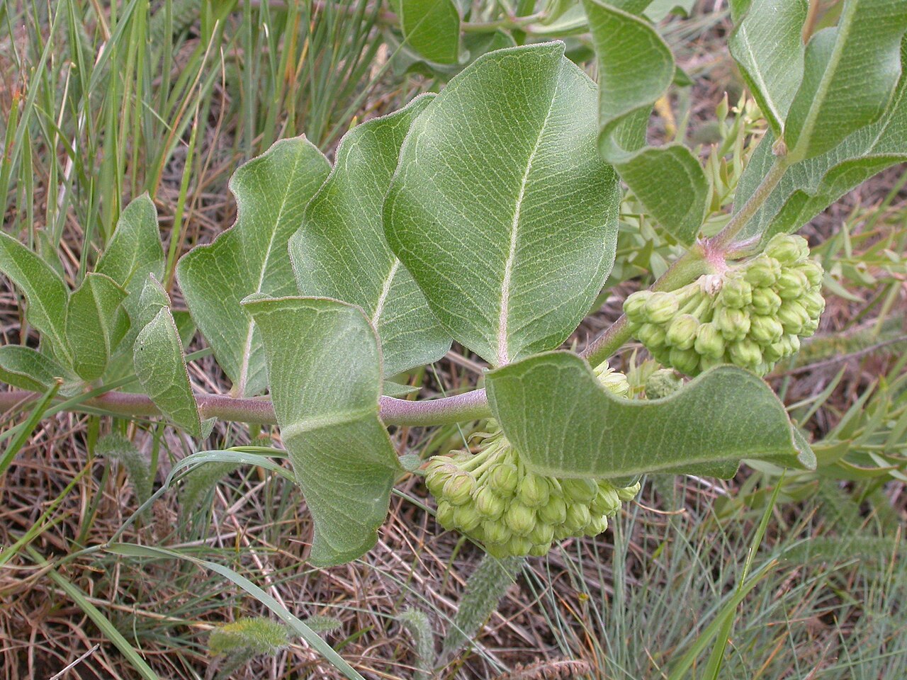 Green comet milkweed: The leaves are often broadly elliptical.