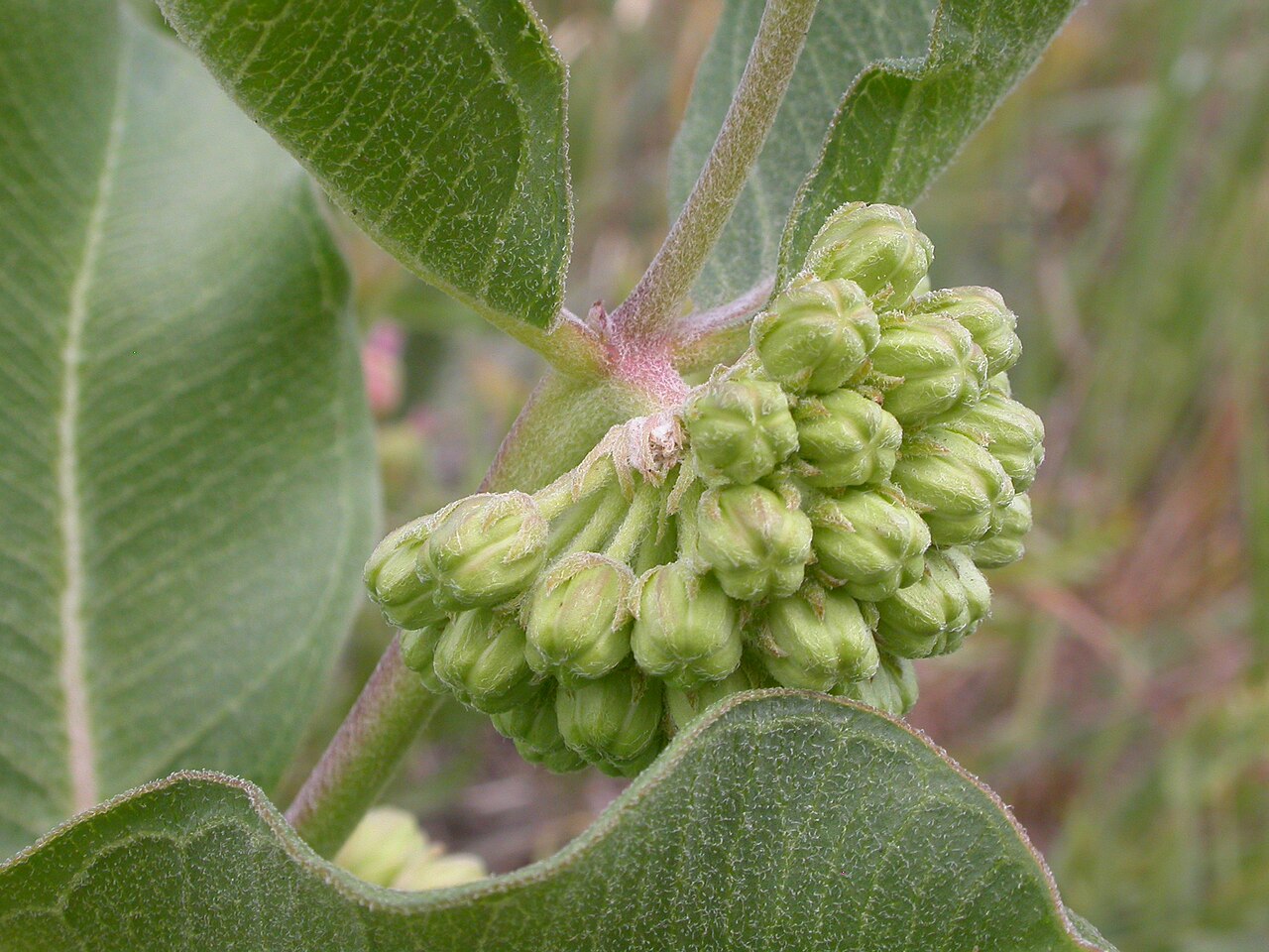 Green comet milkweed: The inflorescence is a nearly sessile head near the axils of sometimes opposite leaves (most leaves are alternate).