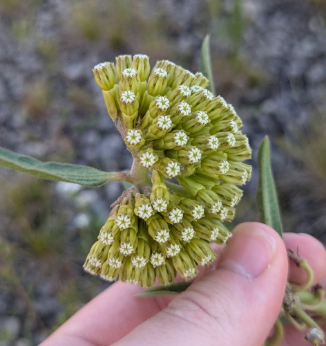 Green comet milkweed (Asclepias viridiflora)