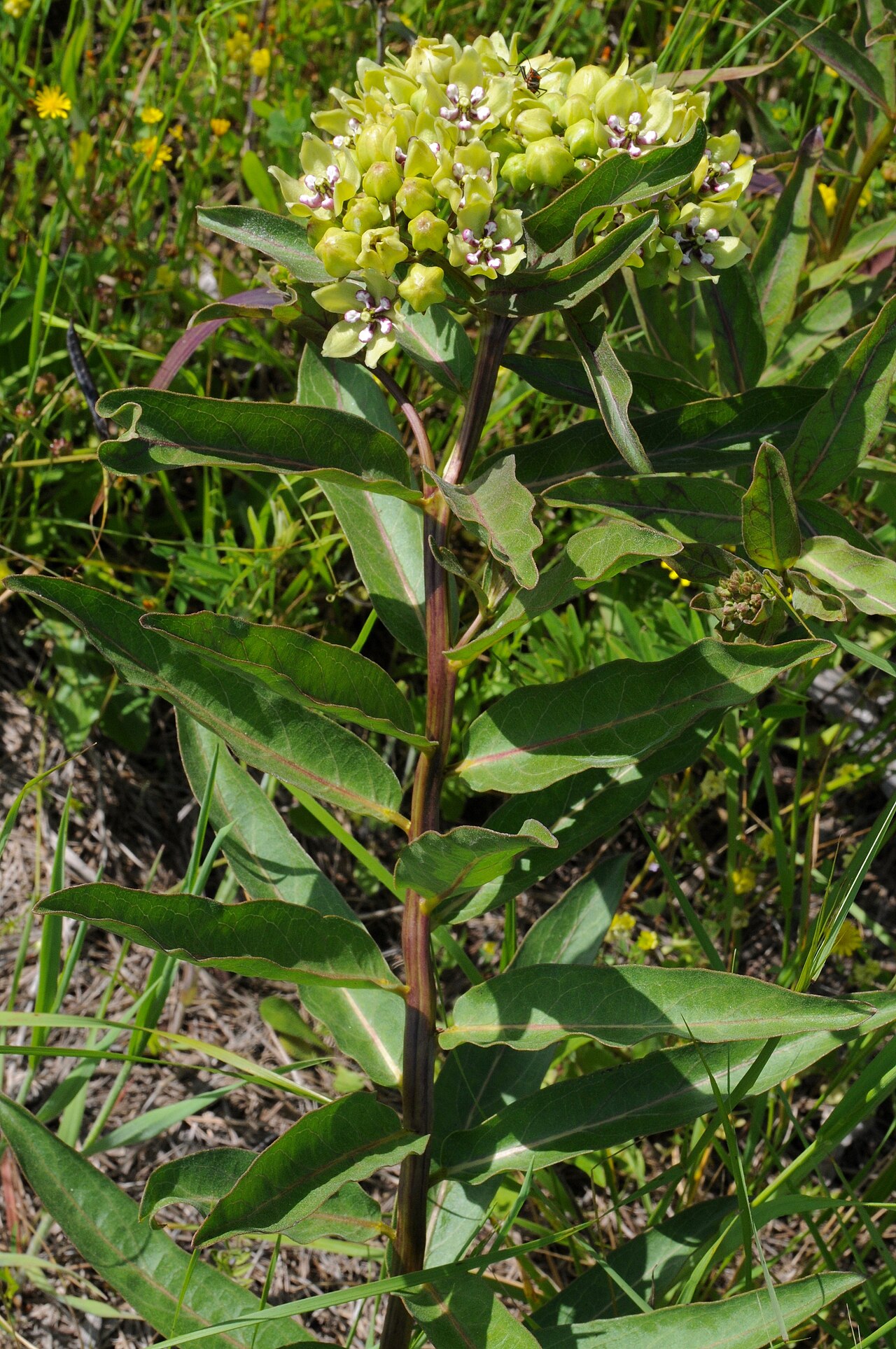Green antelopehorn: Green milkweed, Log Cabin, Henderson County, April 2020