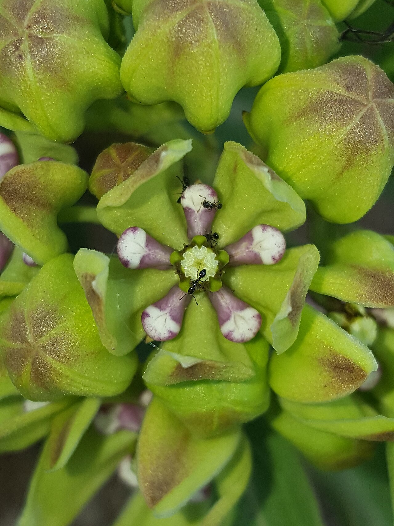 Green antelopehorn: Green antelopehorns ( Asclepias viridis ) in the United States