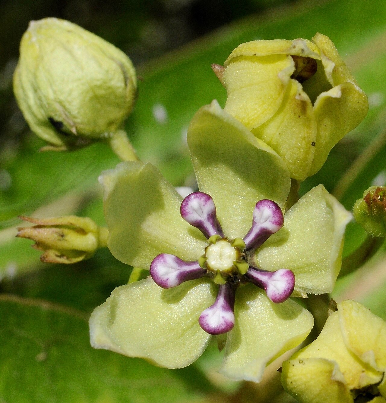 Green antelopehorn: Green milkweed, Log Cabin, Henderson County, April 2020