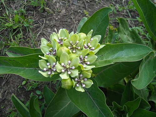 Green antelopehorn: Asclepias viridis in Osage County, KS, USA