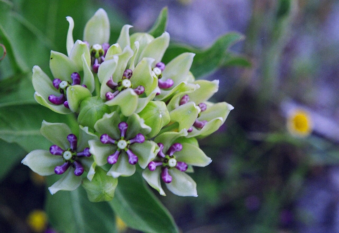 Green antelopehorn: Green milkweed, Waxahachie, Ellis County, May 2003