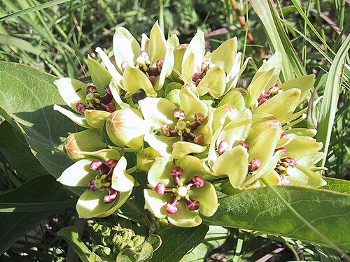 Green antelopehorn: Asclepias viridis