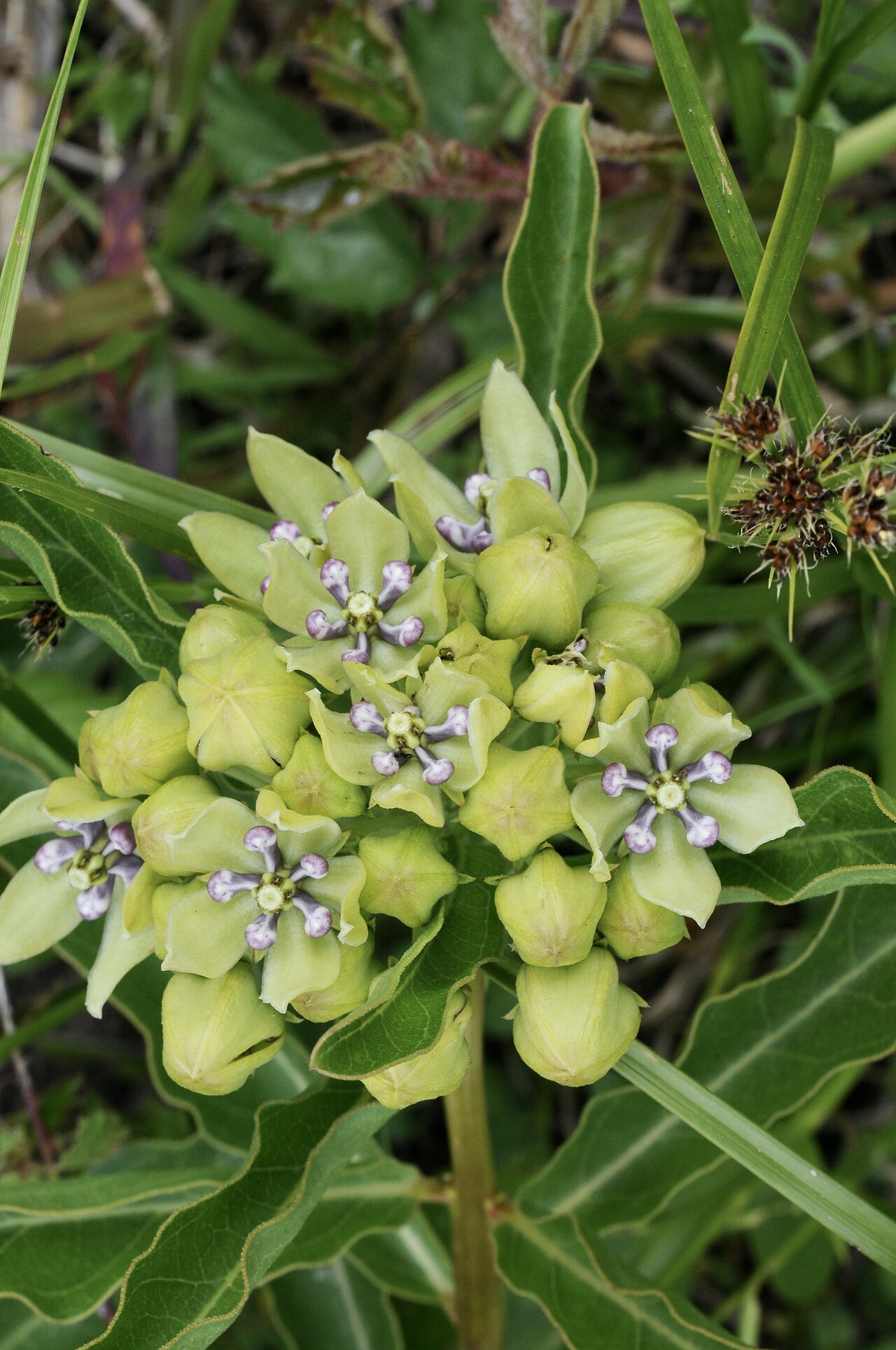 Green antelopehorn: Green milkweed, Gus Engeling WMA, Anderson County, April 2021