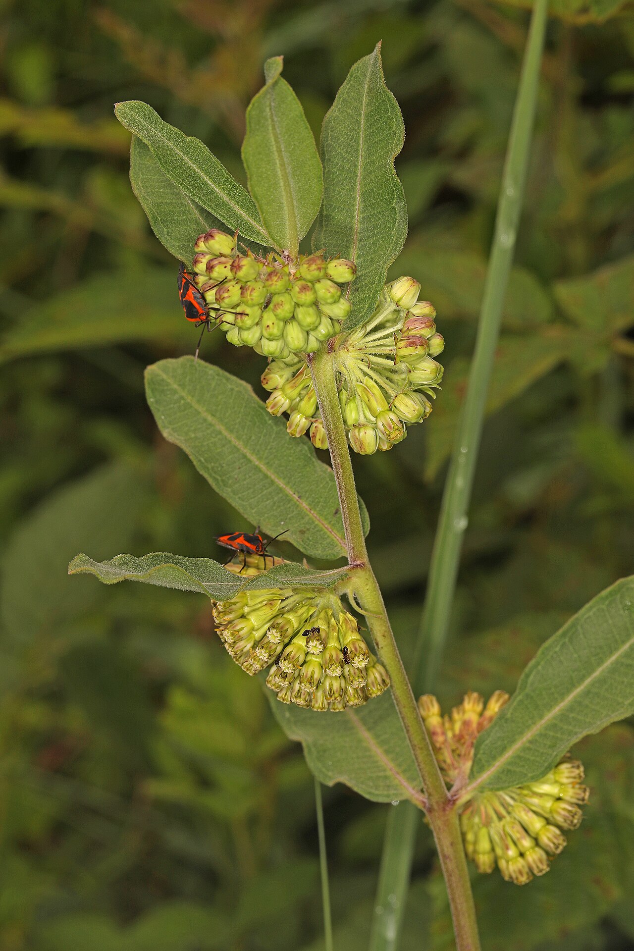 Green antelopehorn: Green Milkweed - Asclepias viridis, Merrimac Farm Wildlife Management Area, Aden, Virginia, July 16, 2023