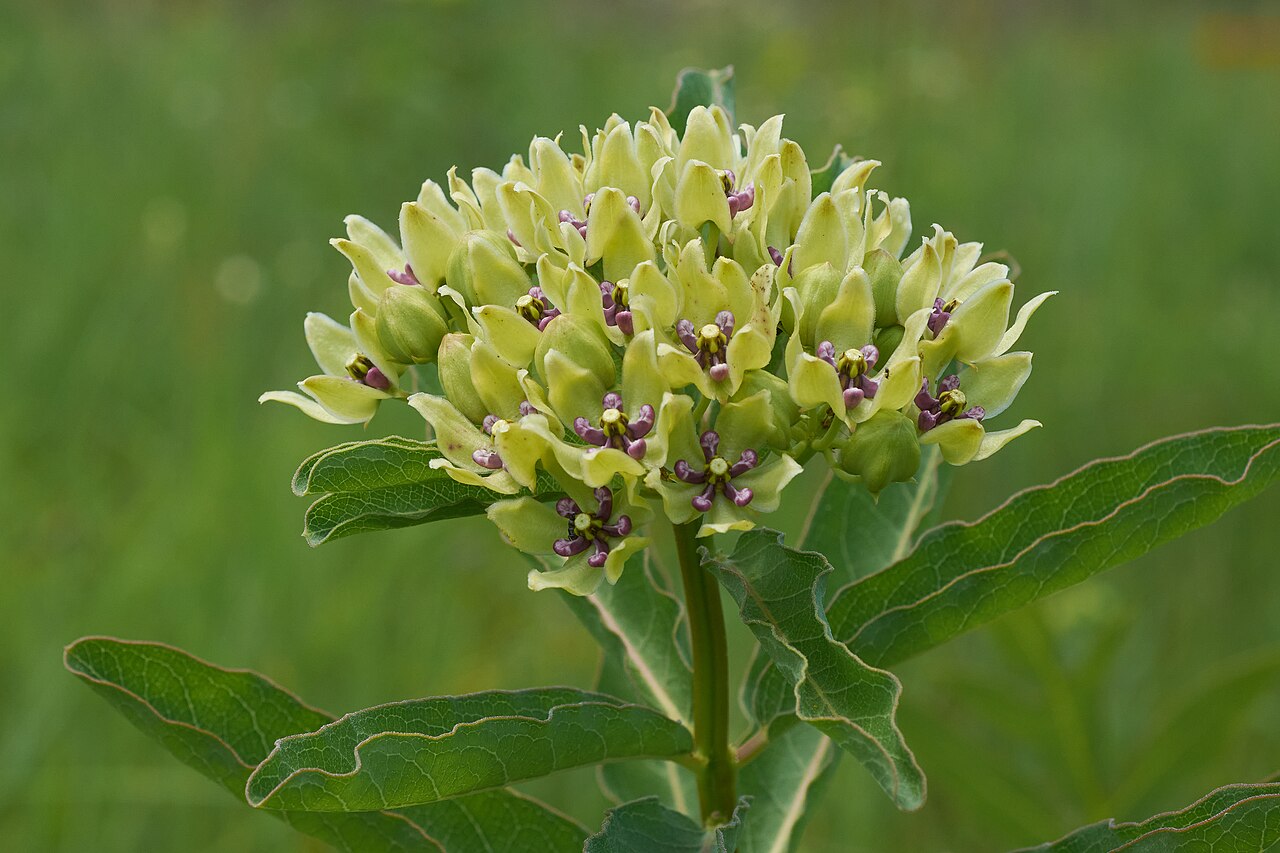 Green antelopehorn: Photo taken in Hempstead County, Arkansas