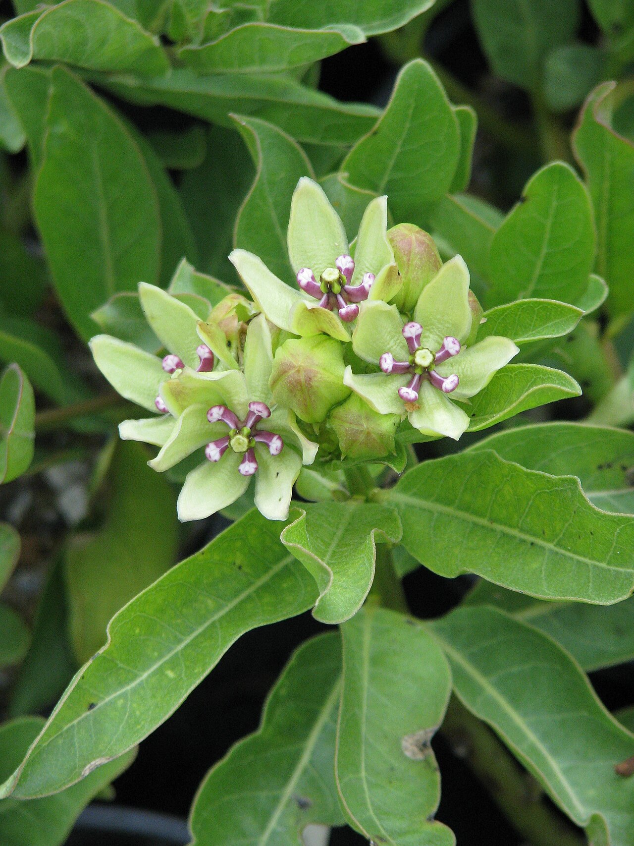Green antelopehorn: Asclepias viridis