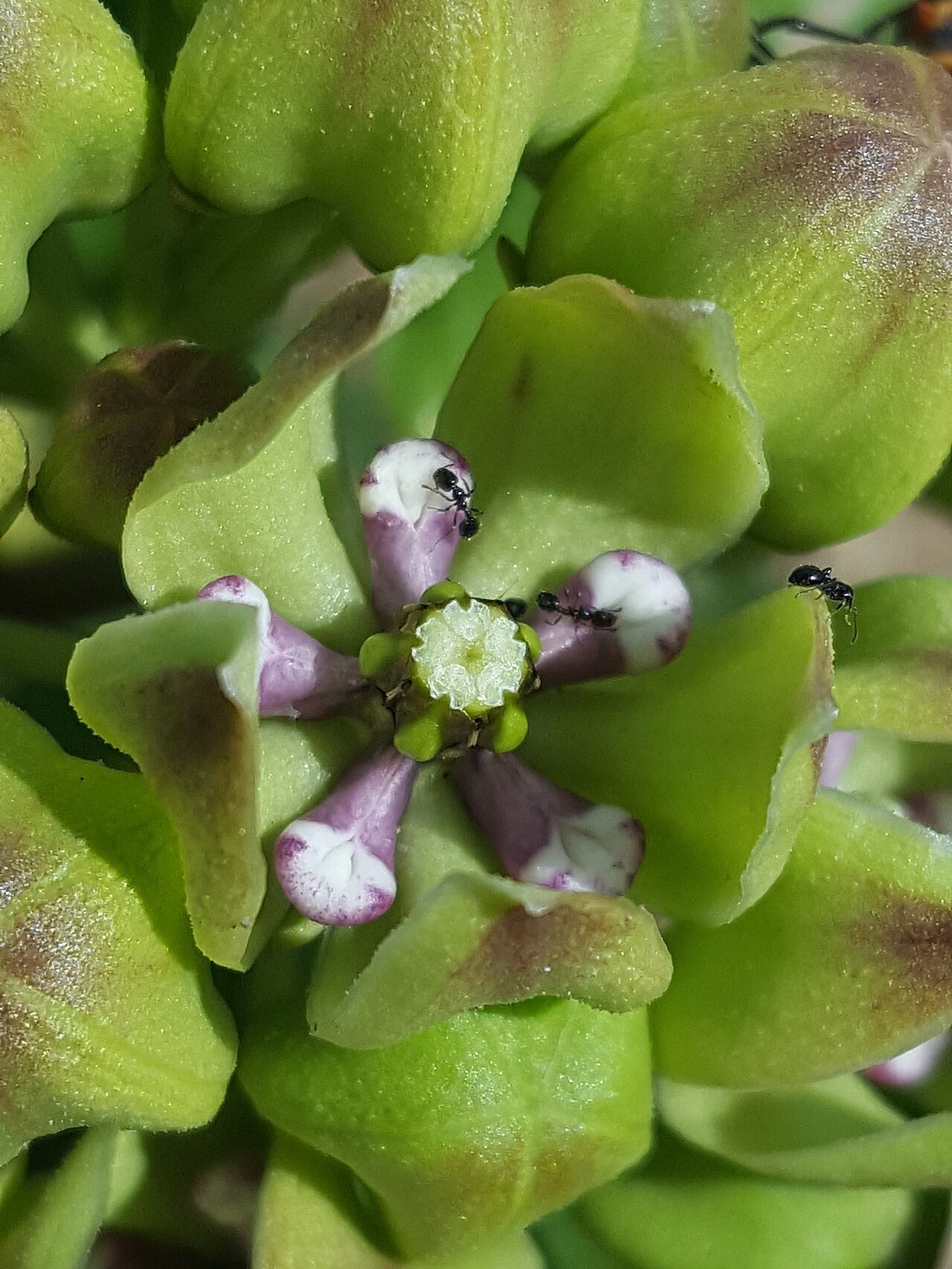 Green antelopehorn: Green antelopehorns ( Asclepias viridis ) in the United States