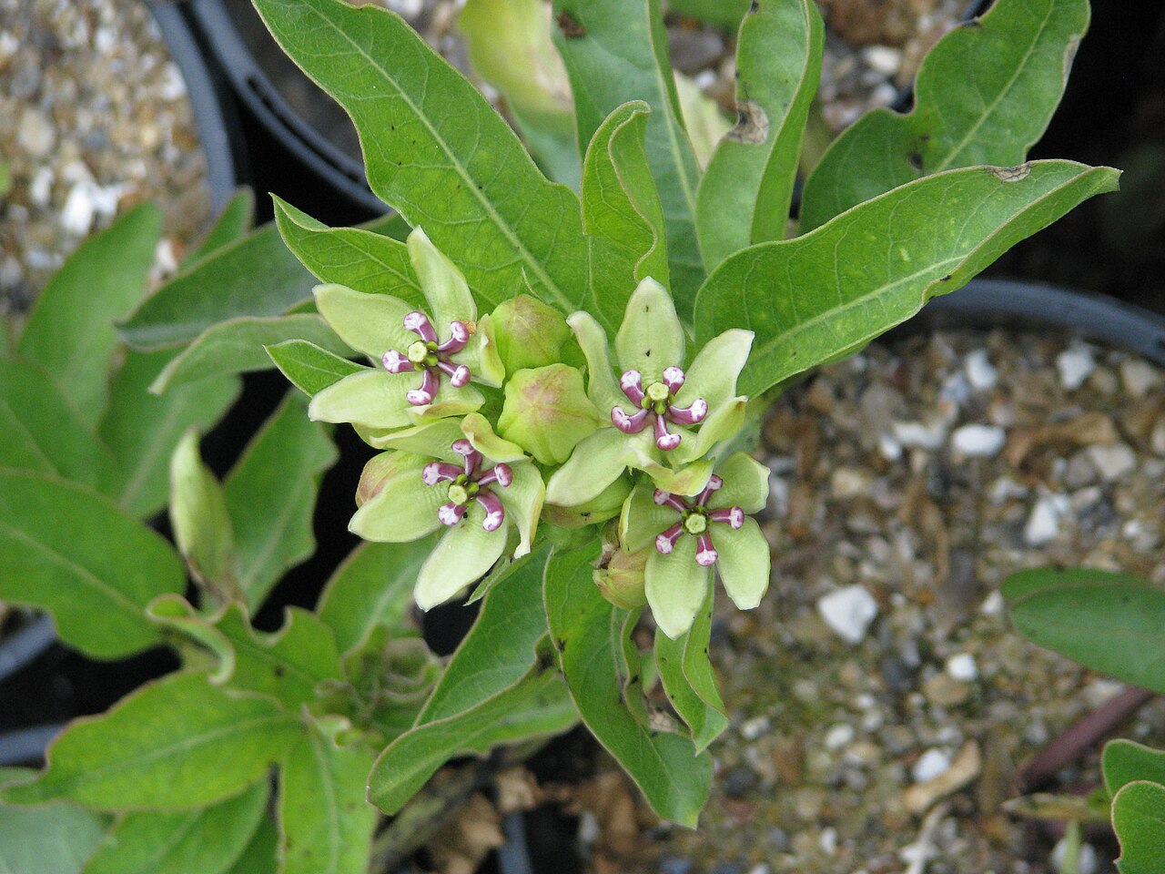 Green antelopehorn: Asclepias viridis