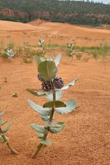 Welsh's milkweed (Asclepias welshii)