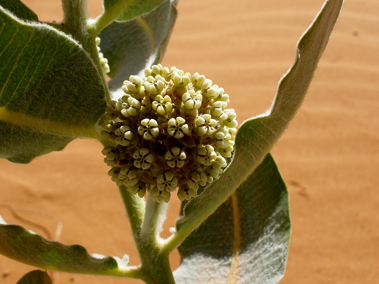 Welsh's milkweed: Asclepias welshii . "This species is restricted to active sand dunes derived from Navajo Sandstone in sagebrush, juniper and Ponderosa pine communities between