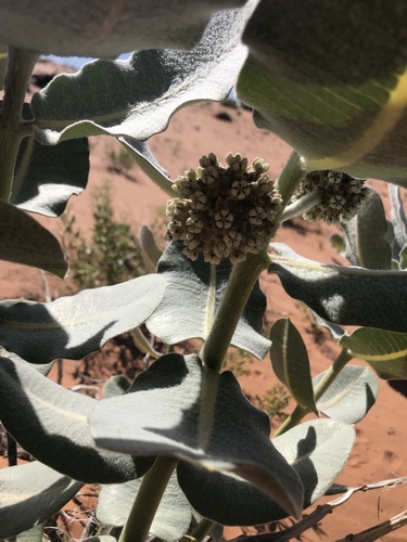 Welsh's milkweed (Asclepias welshii)
