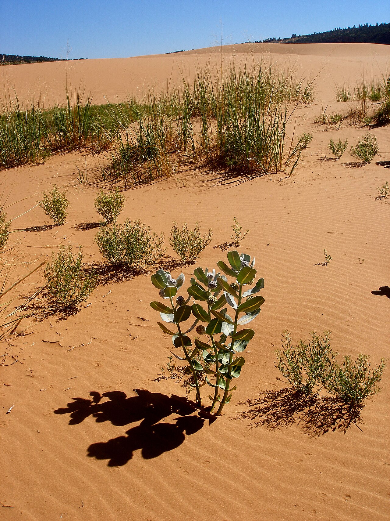 Welsh's milkweed: This species is restricted to active sand dunes derived from Navajo Sandstone in sagebrush, juniper and Ponderosa pine communities between 5,000 and 6,230 ft. i