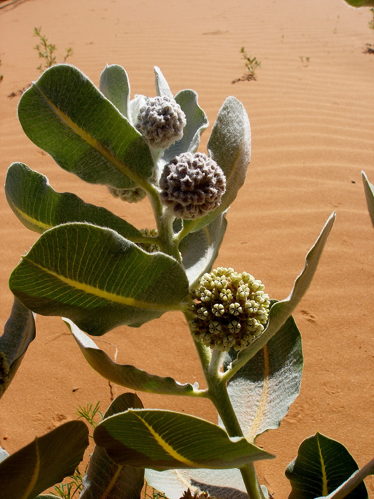 Welsh's milkweed: This species is restricted to active sand dunes derived from Navajo Sandstone in sagebrush, juniper and Ponderosa pine communities between 5,000 and 6,230 ft. i