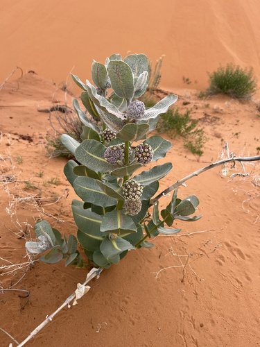 Welsh's milkweed (Asclepias welshii)