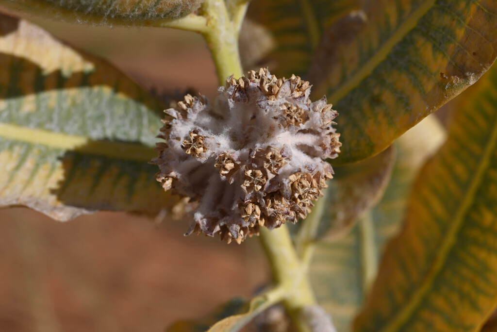 Welsh's milkweed (Asclepias welshii)