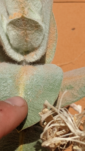 Welsh's milkweed (Asclepias welshii)