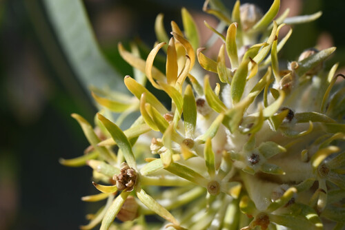Welsh's milkweed (Asclepias welshii)