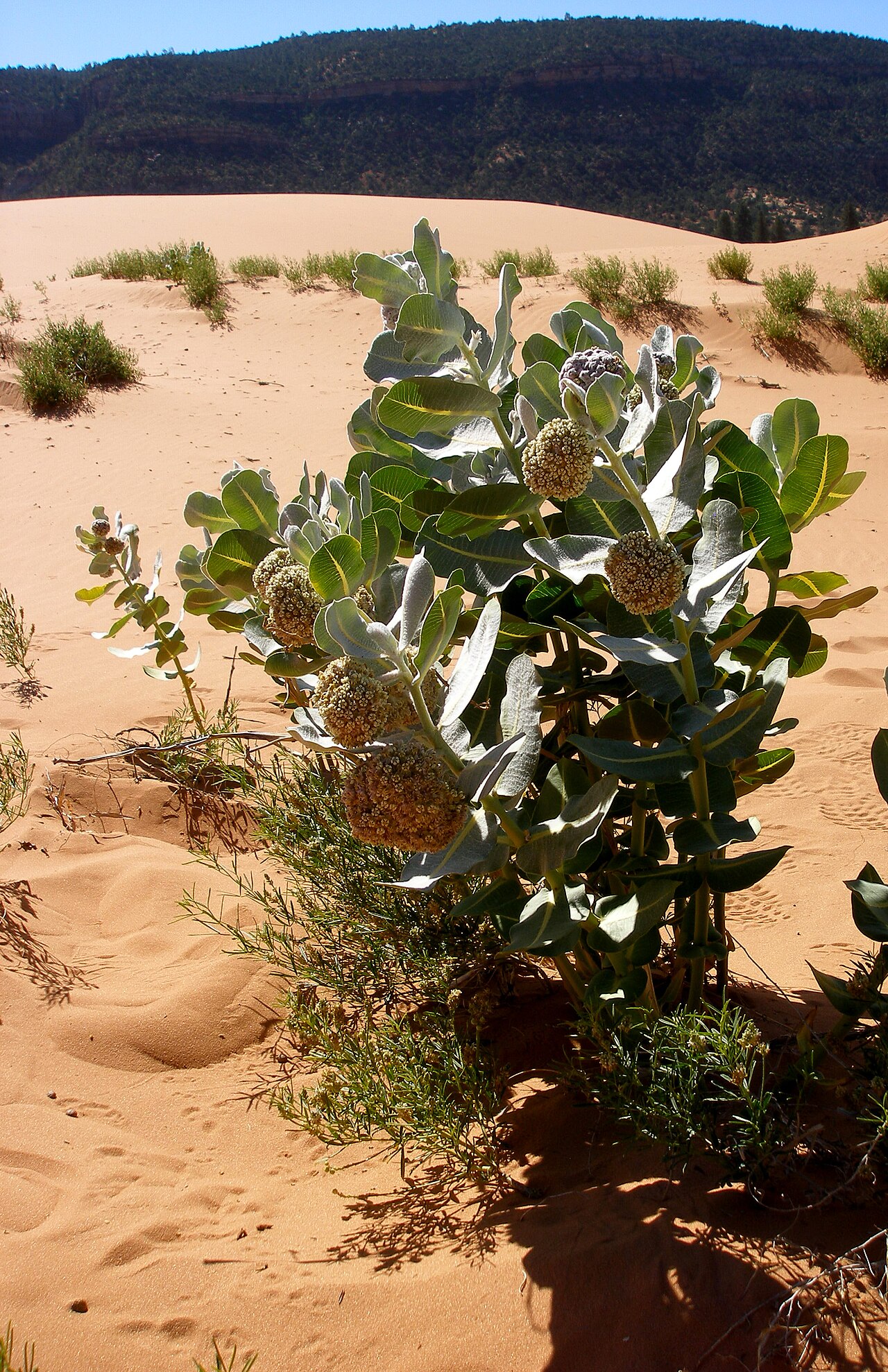 Welsh's milkweed: This species is restricted to active sand dunes derived from Navajo Sandstone in sagebrush, juniper and Ponderosa pine communities between 5,000 and 6,230 ft. i