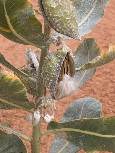 Welsh's milkweed (Asclepias welshii)
