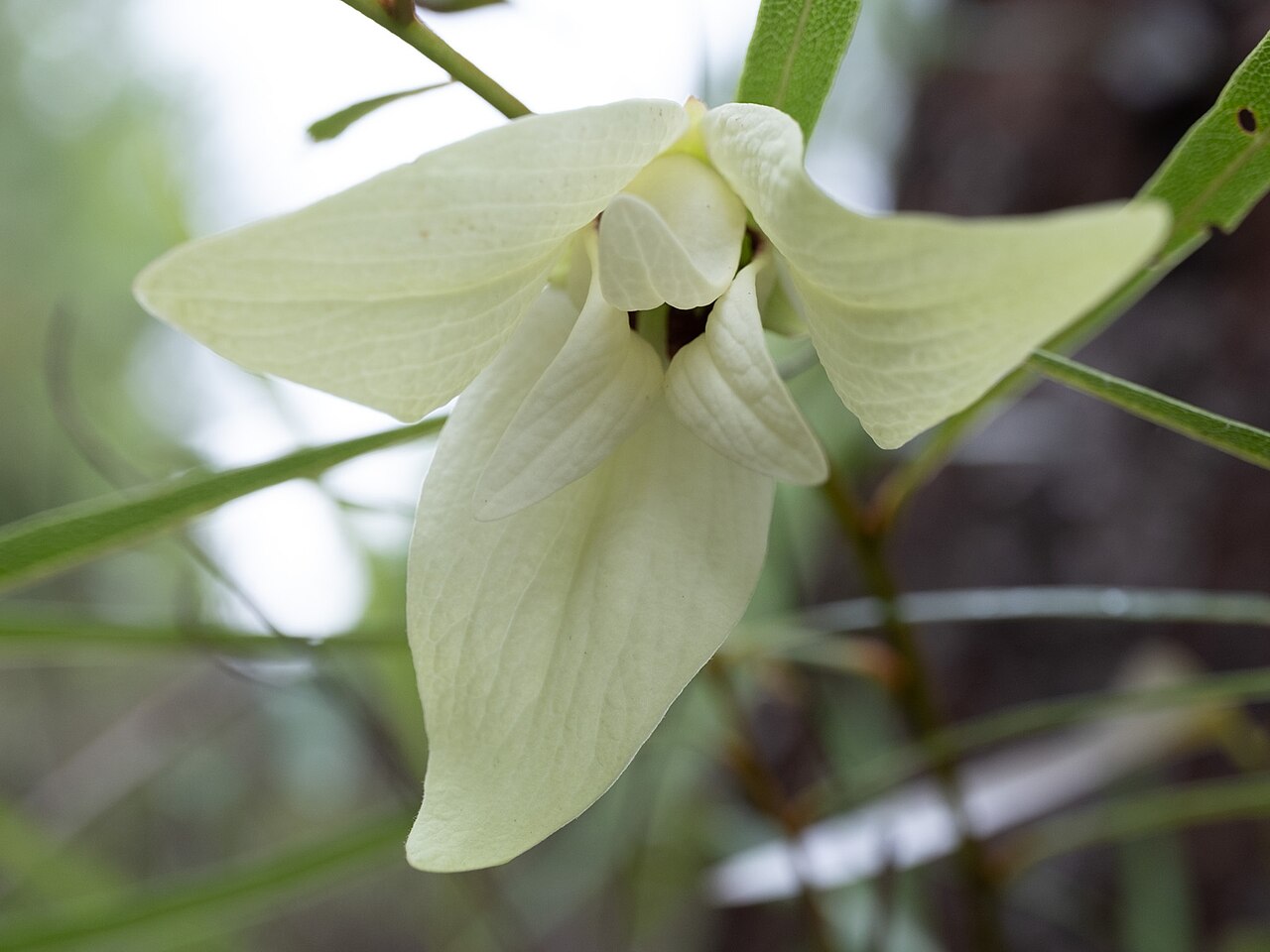 Slimleaf pawpaw: Slimleaf pawpaw ( Asimina angustifolia ) in the United States