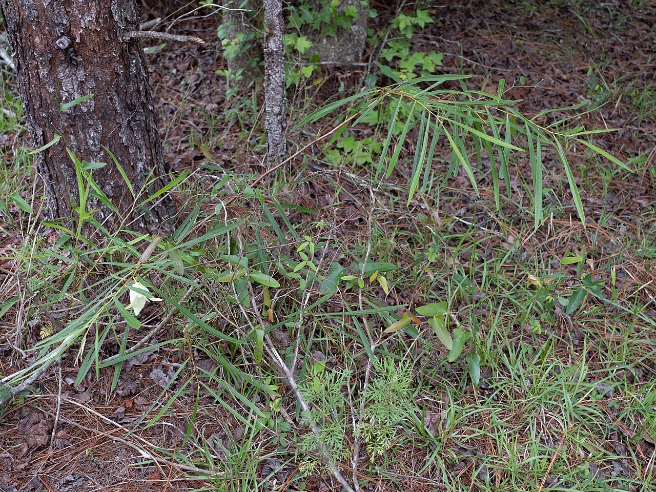 Slimleaf pawpaw: Slimleaf pawpaw ( Asimina angustifolia ) in the United States