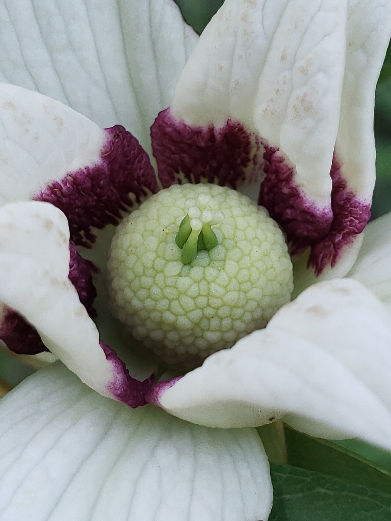 Slimleaf pawpaw: Slimleaf pawpaw ( Asimina angustifolia ) in the United States
