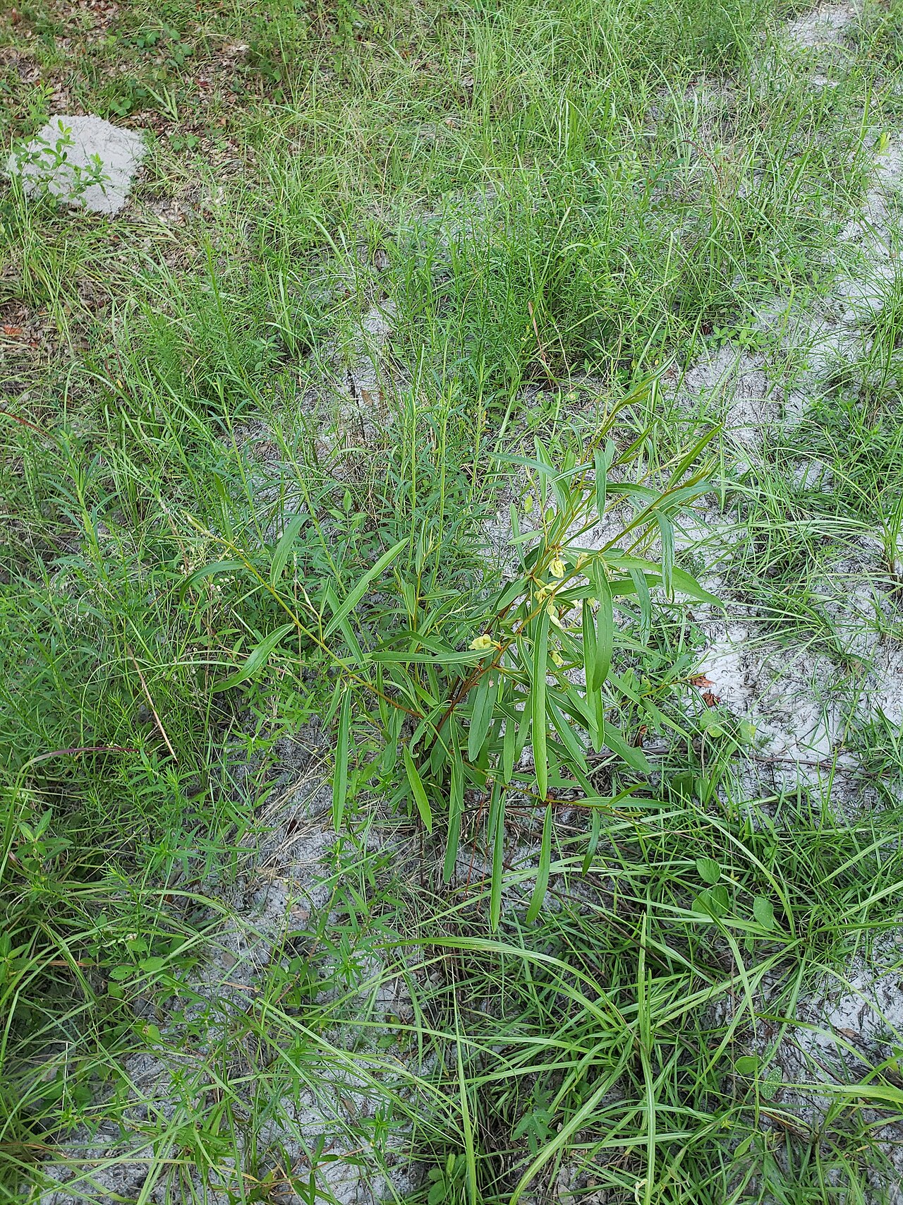 Slimleaf pawpaw: Slimleaf pawpaw ( Asimina angustifolia ) in the United States