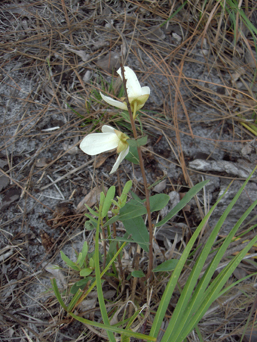 Slimleaf pawpaw: Asimina longifolia