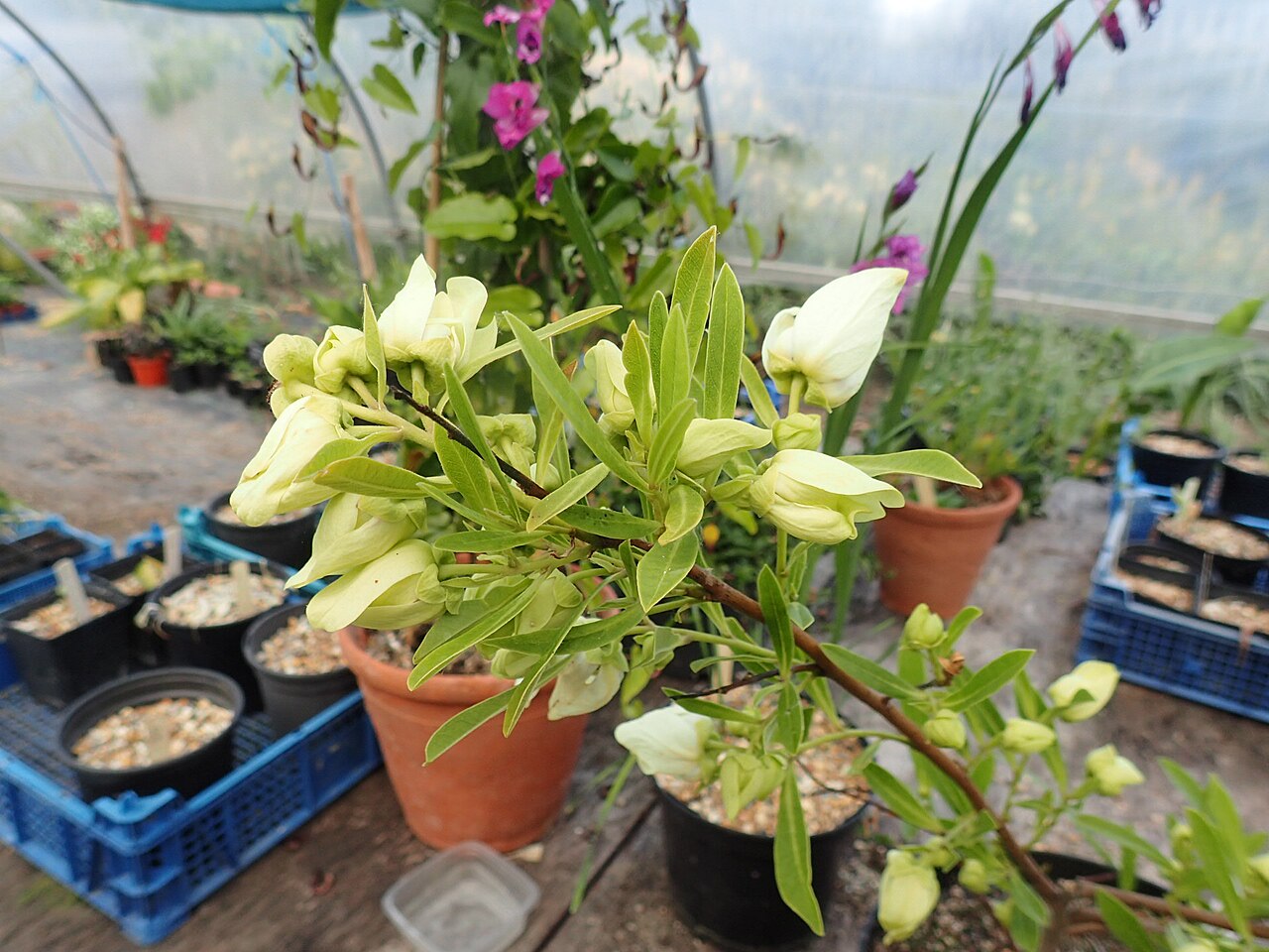 Slimleaf pawpaw: Asimina angustifolia