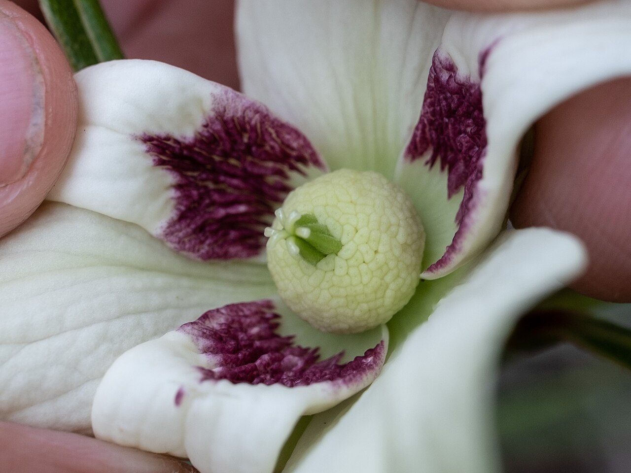 Slimleaf pawpaw: Slimleaf pawpaw ( Asimina angustifolia ) in the United States