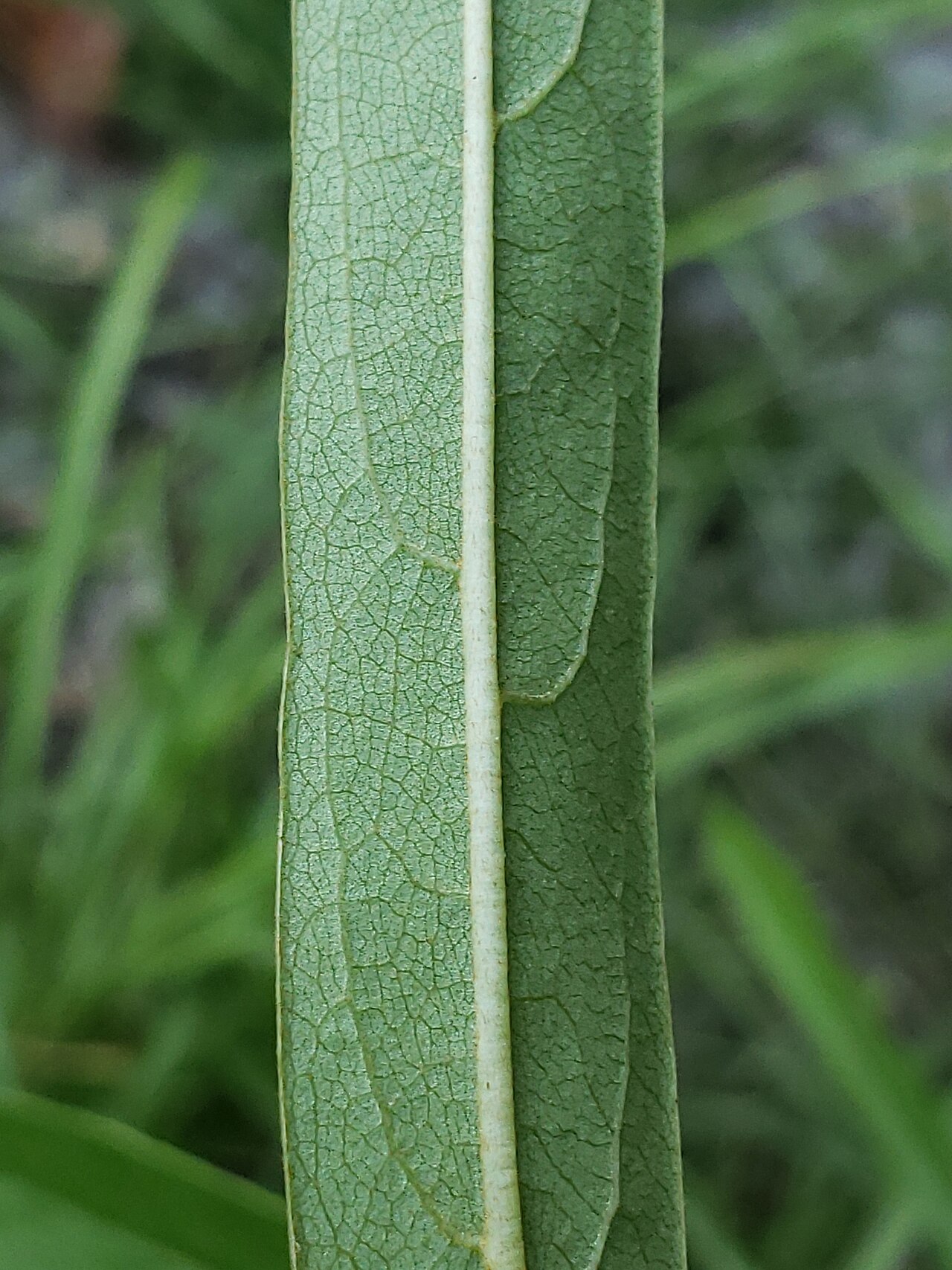 Slimleaf pawpaw: Slimleaf pawpaw ( Asimina angustifolia ) in the United States
