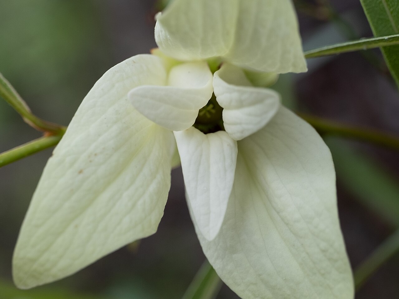 Slimleaf pawpaw: Slimleaf pawpaw ( Asimina angustifolia ) in the United States