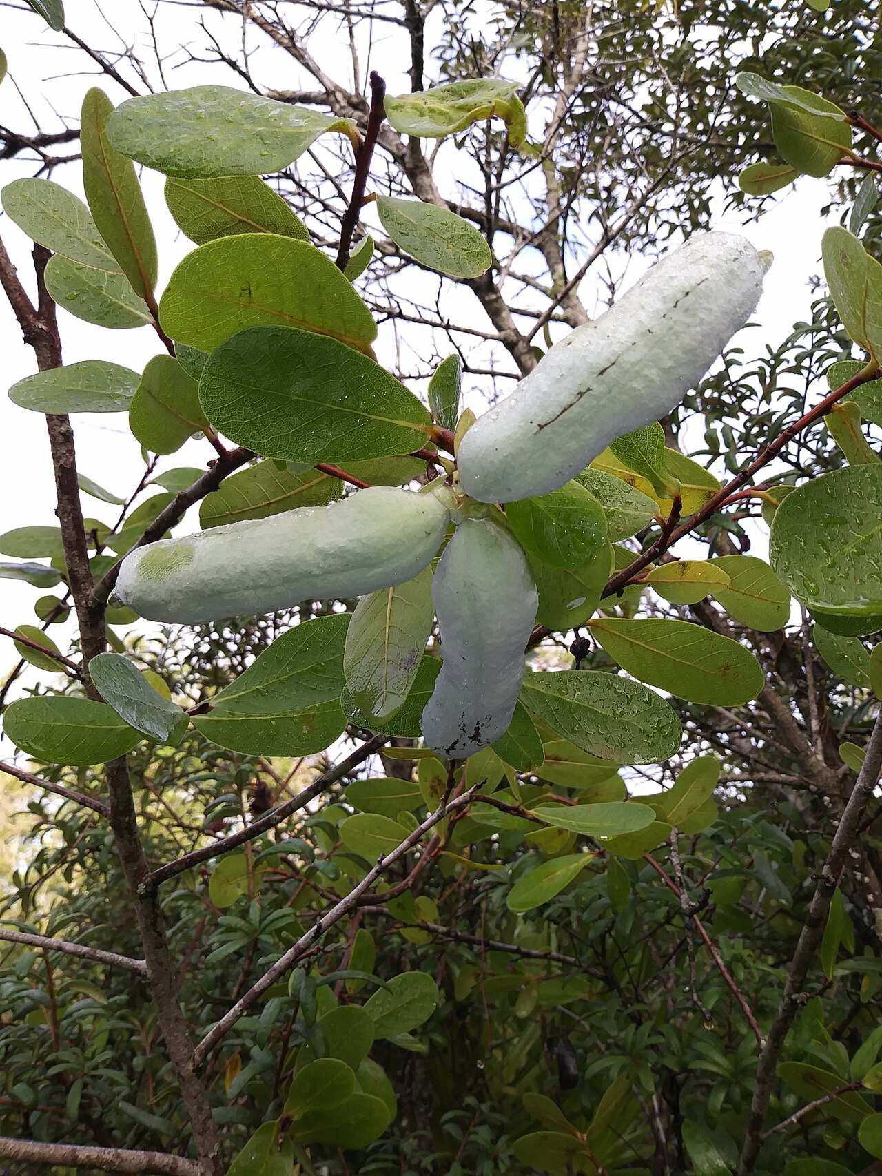 Bigflower pawpaw: Asimina obovata