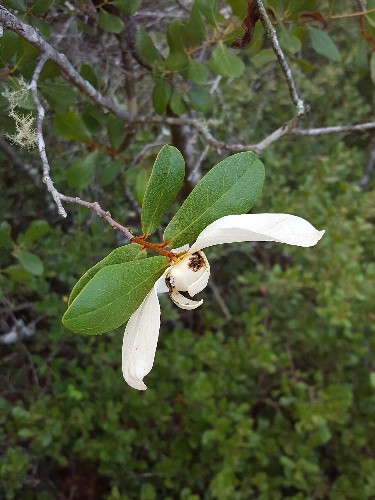 Bigflower pawpaw: Flag-pawpaw ( Asimina obovata ) in the United States