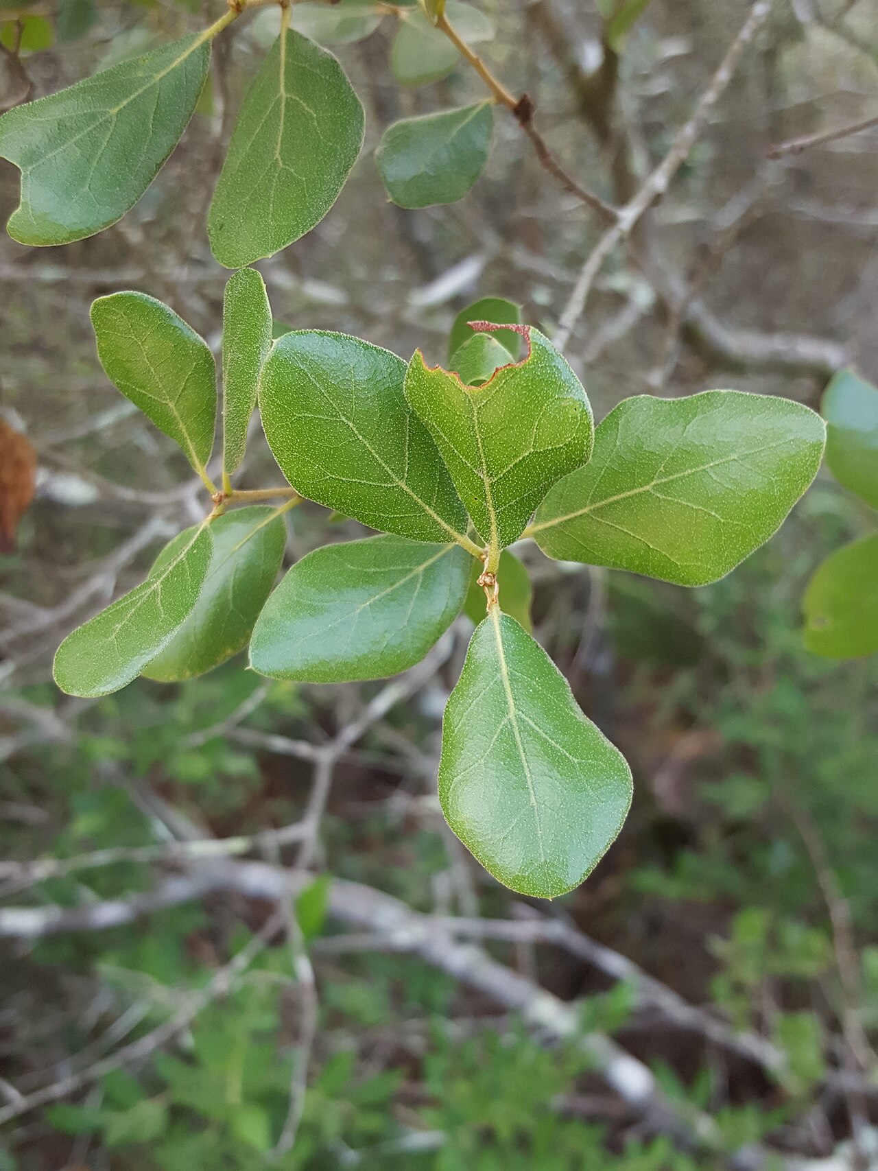 Bigflower pawpaw: Flag-pawpaw ( Asimina obovata ) in the United States