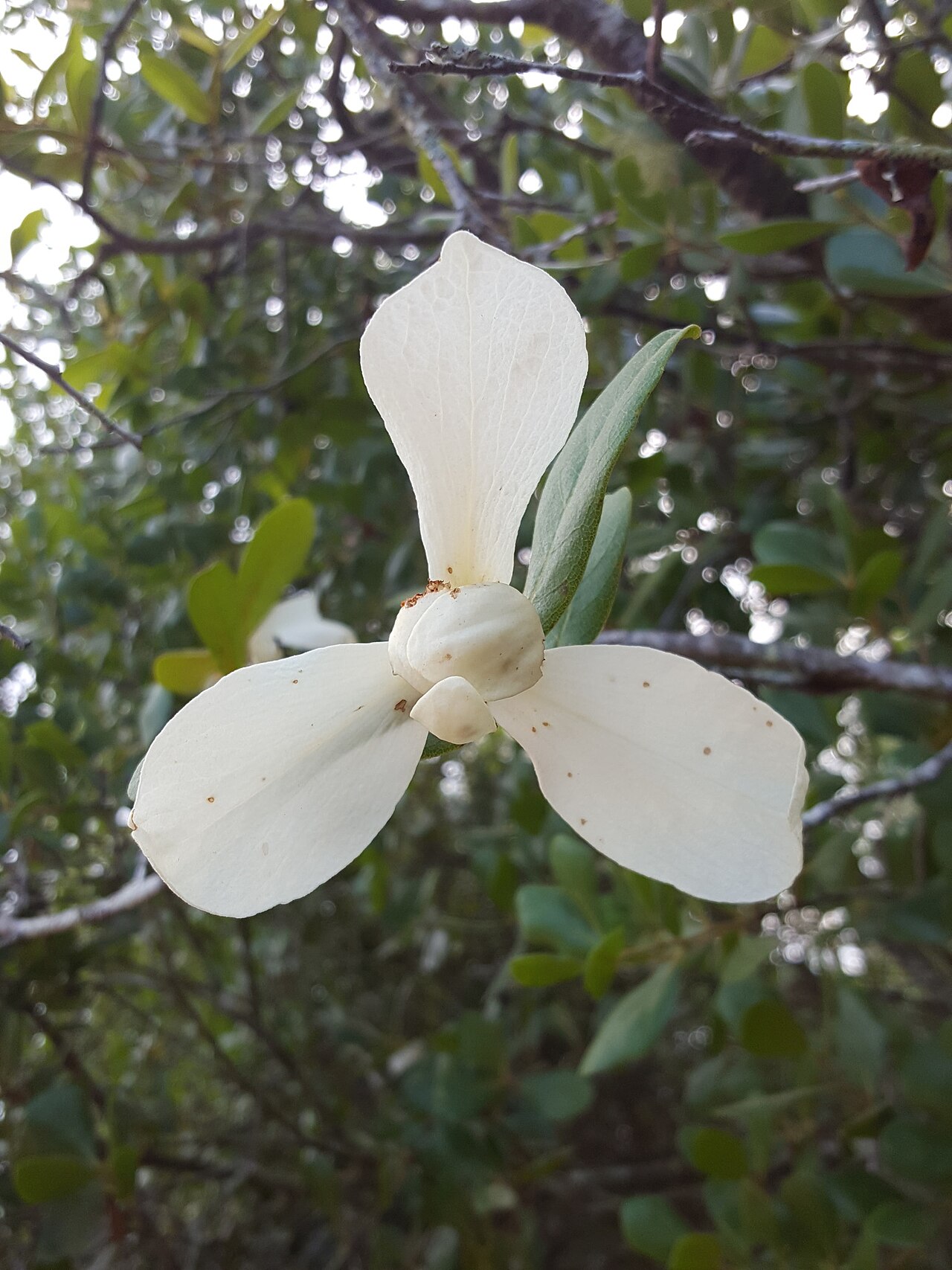 Bigflower pawpaw: Flag-pawpaw ( Asimina obovata ) in the United States