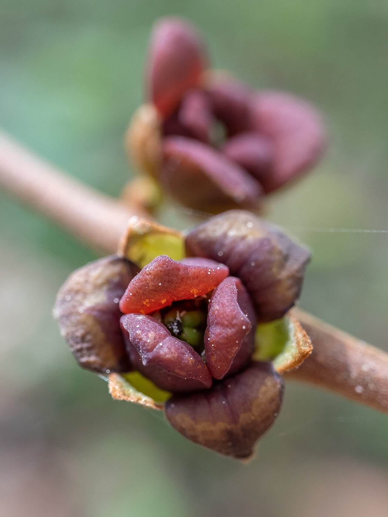 Small-flower pawpaw: Small-Flower Pawpaw ( Asimina parviflora ) in the United States