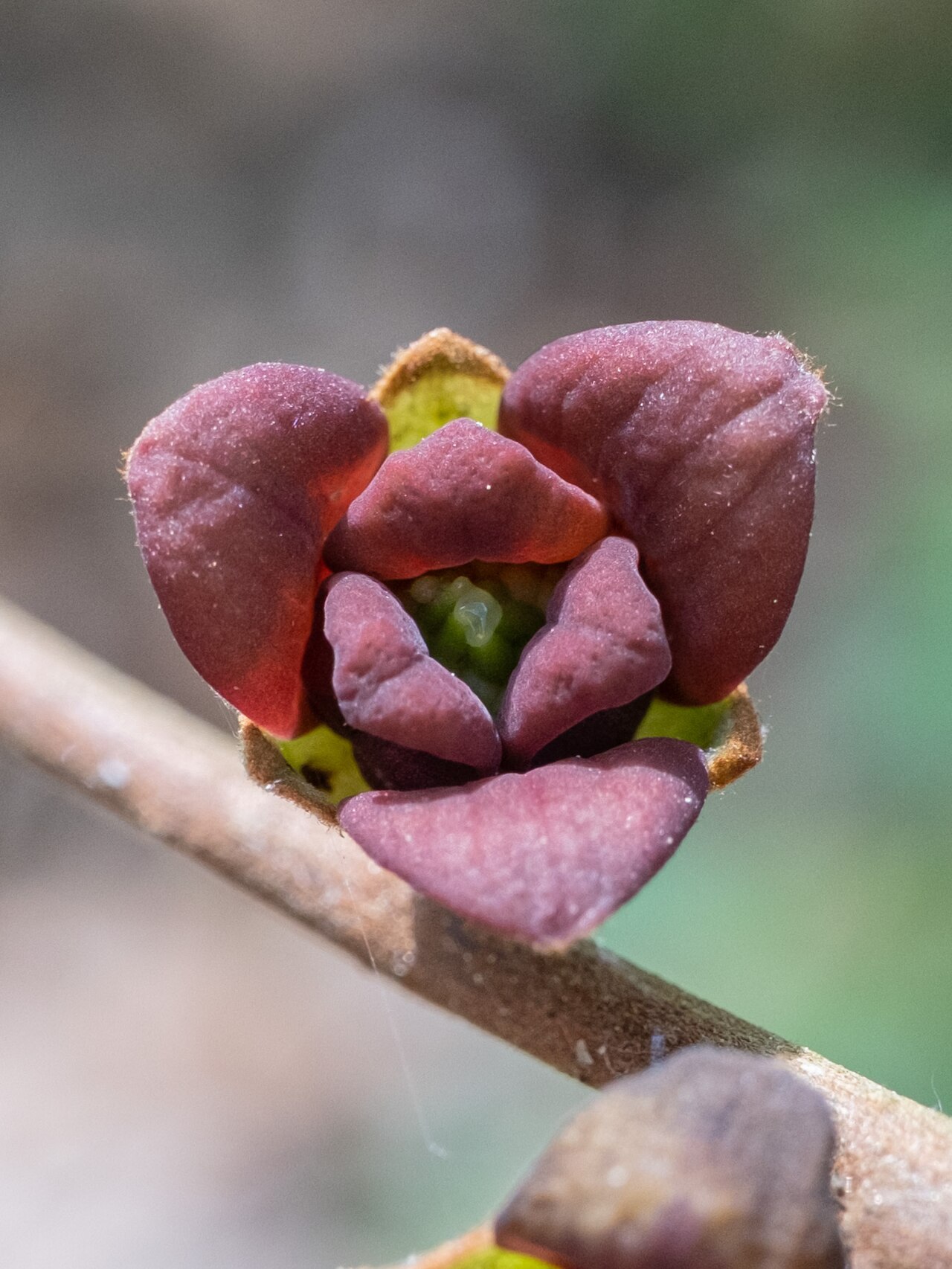 Small-flower pawpaw: Small-Flower Pawpaw ( Asimina parviflora ) in the United States