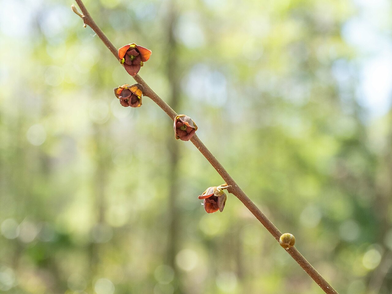 Small-flower pawpaw: Small-Flower Pawpaw ( Asimina parviflora ) in the United States