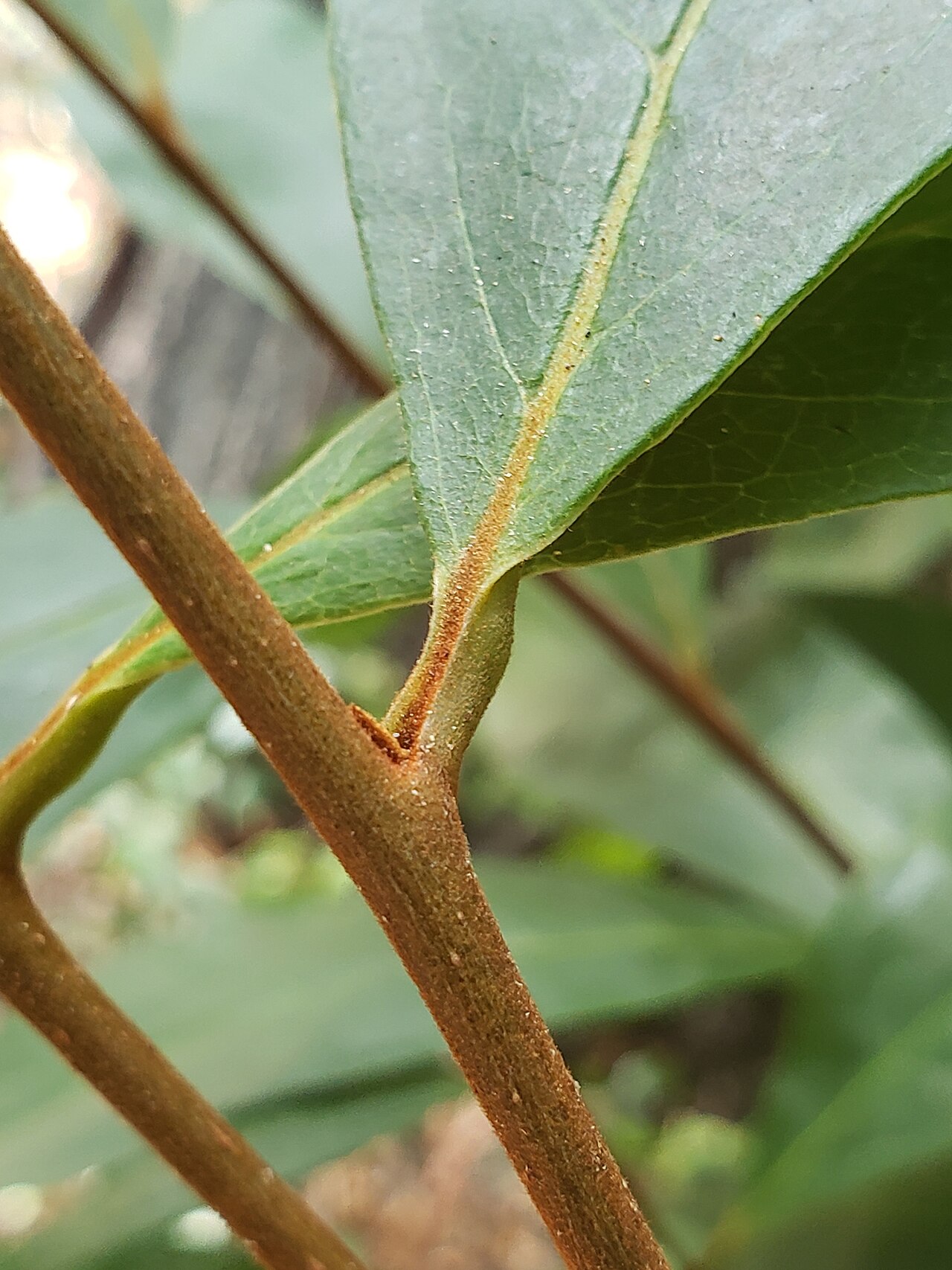 Small-flower pawpaw: Small-Flower Pawpaw ( Asimina parviflora ) in the United States